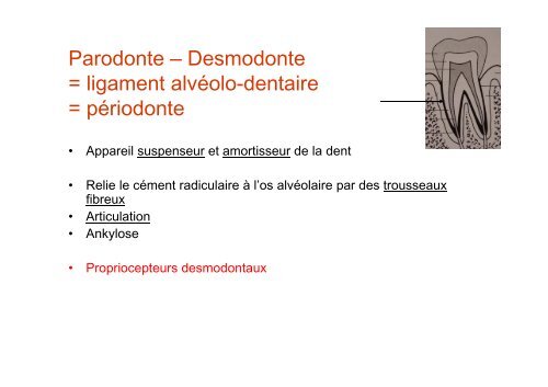 Anatomie dentaire - UniversitÃ© Virtuelle Paris 5