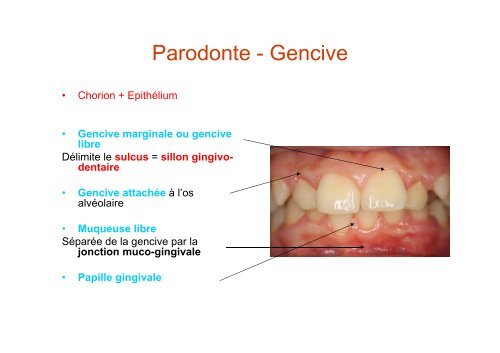 Anatomie dentaire - UniversitÃ© Virtuelle Paris 5