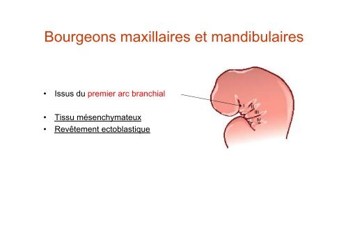 Anatomie dentaire - UniversitÃ© Virtuelle Paris 5