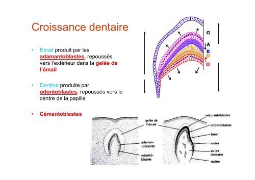 Anatomie dentaire - UniversitÃ© Virtuelle Paris 5