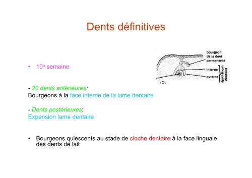 Anatomie dentaire - UniversitÃ© Virtuelle Paris 5