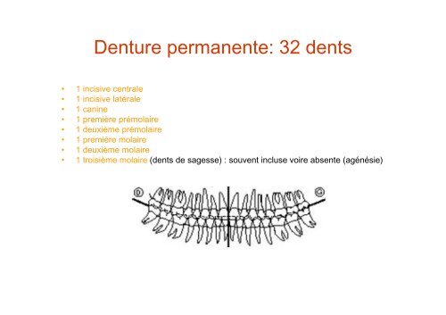 Anatomie dentaire - UniversitÃ© Virtuelle Paris 5