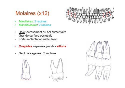 Anatomie dentaire - UniversitÃ© Virtuelle Paris 5