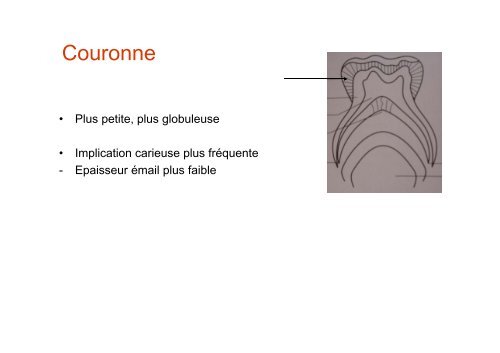 Anatomie dentaire - UniversitÃ© Virtuelle Paris 5