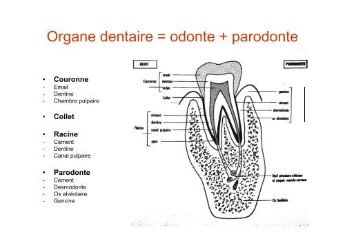 Anatomie dentaire - UniversitÃ© Virtuelle Paris 5