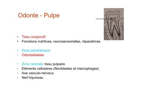 Anatomie dentaire - UniversitÃ© Virtuelle Paris 5