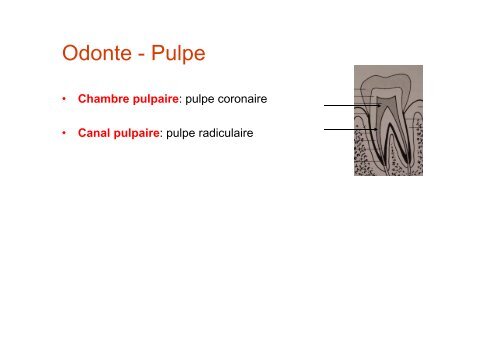 Anatomie dentaire - UniversitÃ© Virtuelle Paris 5