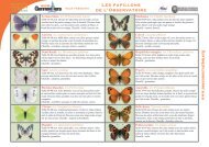 Fiche d'identification des papillons Ã  tÃ©lÃ©charger - Gennevilliers