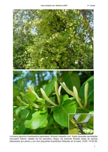 Lonicera japonica (madreselva japonesa). Arbusto ... - Aulados.net