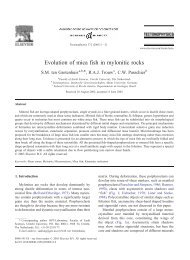 Evolution of mica fish in mylonitic rocks