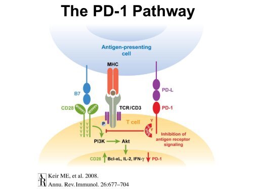 Reinvigorating Exhausted T Cells with PD-1 ... - GLOBE Network