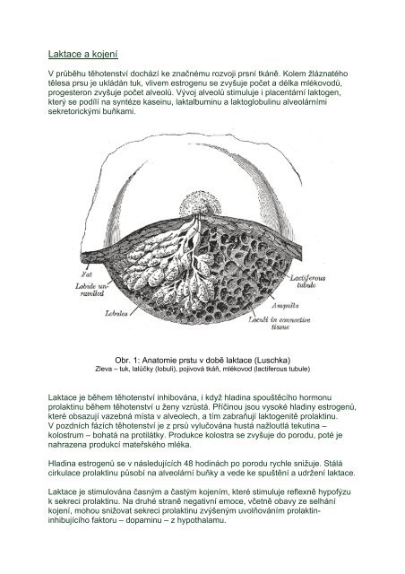 Laktace a kojení - eAMOS