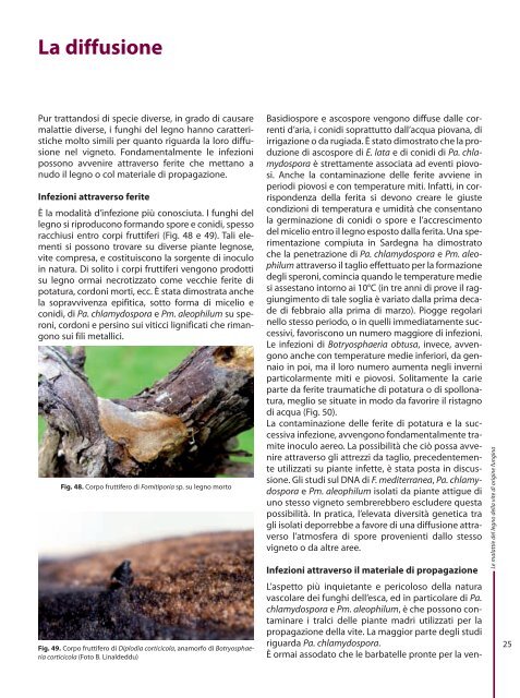Le malattie del legno della vite di origine fungina - Sardegna ...
