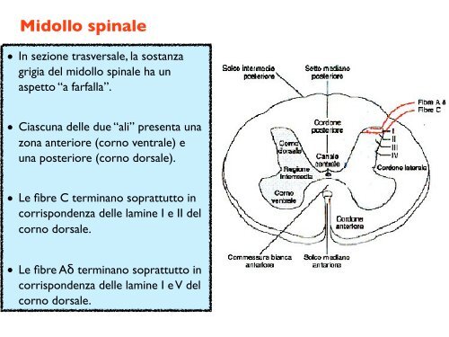 nocicezione - la percezione del dolore - CPRG