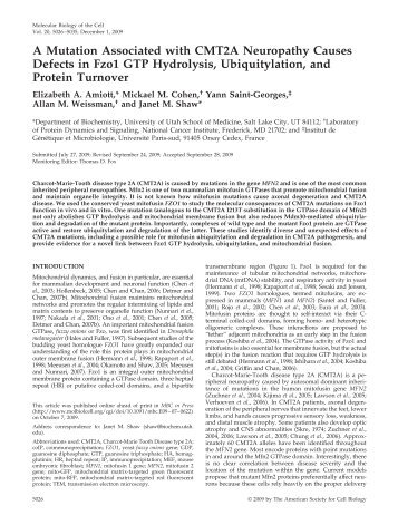 A Mutation Associated with CMT2A Neuropathy Causes Defects in ...