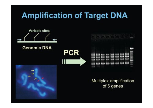 Molecular Identification and Molecular Surveillance