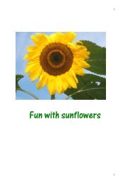 Fun with sunflowers
