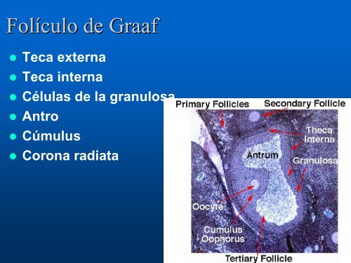 C8 Reproductor Hembra1.pdf