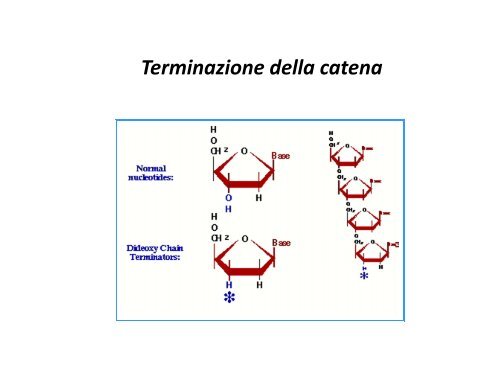 Appunti di Principi-BiolMol CTF - Capitolo3 - Omero