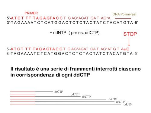 Appunti di Principi-BiolMol CTF - Capitolo3 - Omero