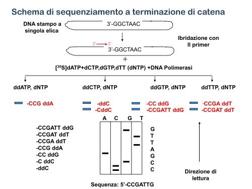 Appunti di Principi-BiolMol CTF - Capitolo3 - Omero