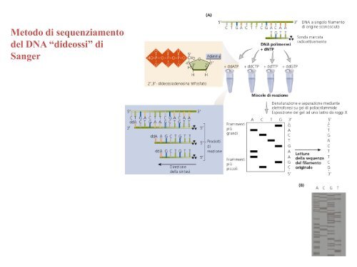 Appunti di Principi-BiolMol CTF - Capitolo3 - Omero