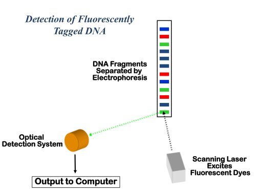 Appunti di Principi-BiolMol CTF - Capitolo3 - Omero