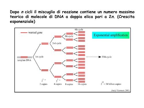 Appunti di Principi-BiolMol CTF - Capitolo3 - Omero