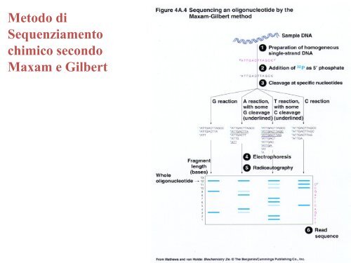 Appunti di Principi-BiolMol CTF - Capitolo3 - Omero