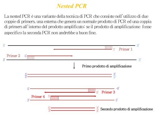 Appunti di Principi-BiolMol CTF - Capitolo3 - Omero