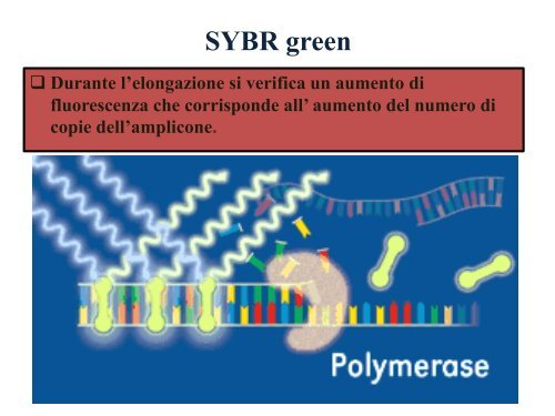 Appunti di Principi-BiolMol CTF - Capitolo3 - Omero