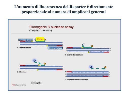 Appunti di Principi-BiolMol CTF - Capitolo3 - Omero