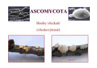 Ascomycota - biologie