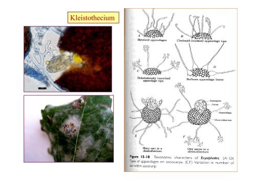 Ascomycota - biologie