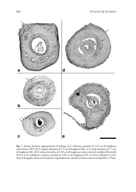 Vollono Cecilia, Guarino Fabio Maria â Analisi scheletrocronologica ...