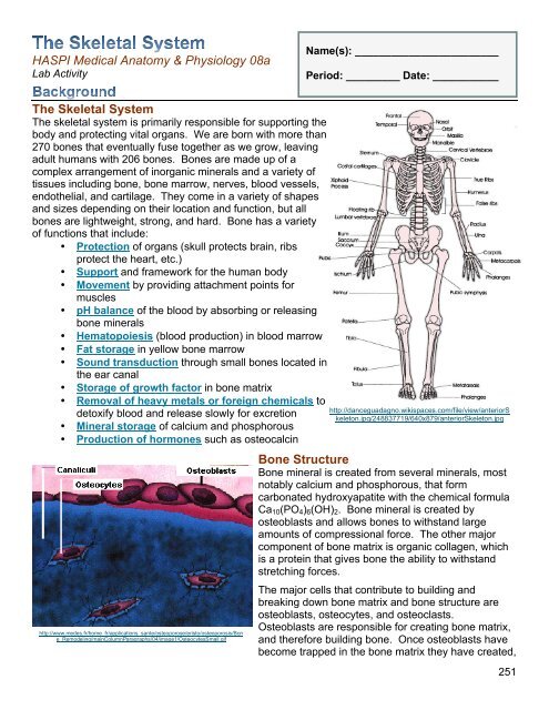 08a The Skeletal System Pdf Haspi Org