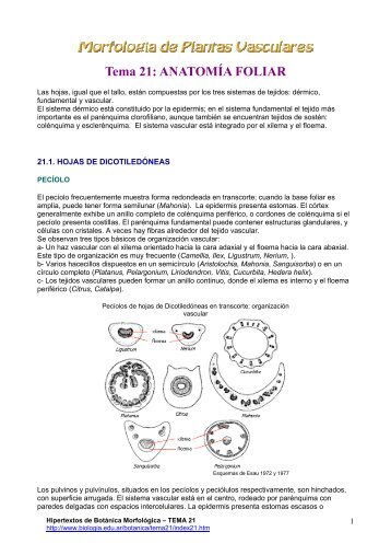 Tema 21: ANATOMÍA FOLIAR - Hipertextos del Área de la Biología