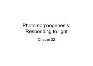 Photomorphogenesis: Responding to light