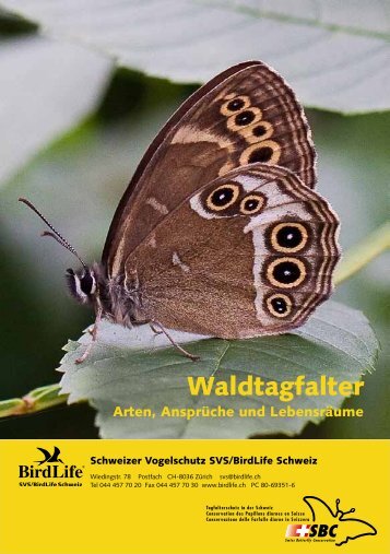 Waldtagfalter im Wald - naturschutz.ch, Natur