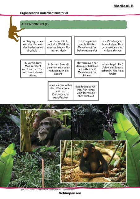 Schimpansen Affen im Regenwald - Sufino.de - dein Freizeitland