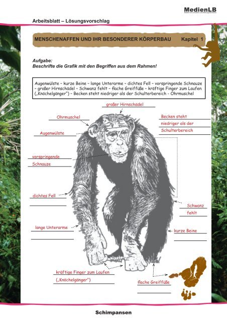 Schimpansen Affen im Regenwald - Sufino.de - dein Freizeitland