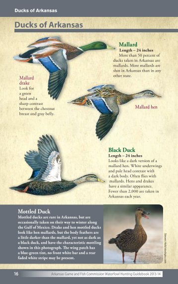 130824_GBK 2013-14 Waterfowl Guidebook.indd - Arkansas Game ...