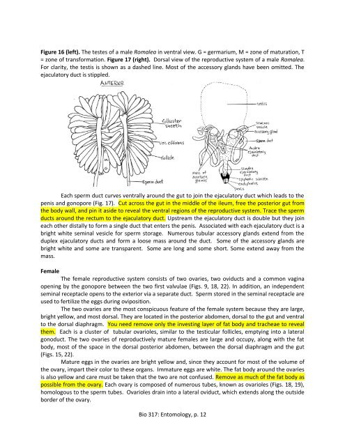 Exercise 3: Internal Anatomy of the Lubber Grasshopper, Romalea