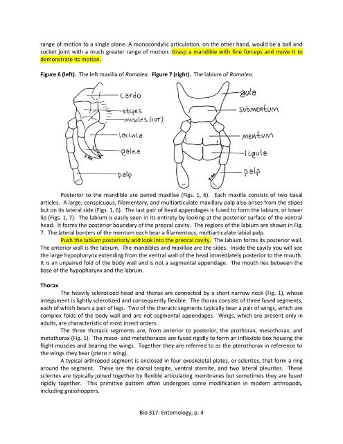 Exercise 3: Internal Anatomy of the Lubber Grasshopper, Romalea