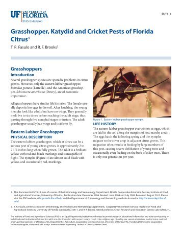 Grasshopper, Katydid and Cricket Pests of Florida Citrus1
