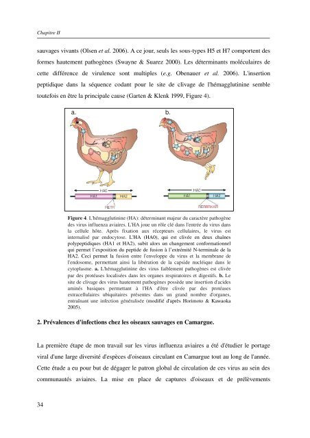 Ã©cologie des virus influenza aviaires en Camargue - IRD