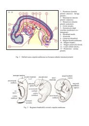 1 – Proenteron (intestin primitiv anterior ... - Cursuri Medicina