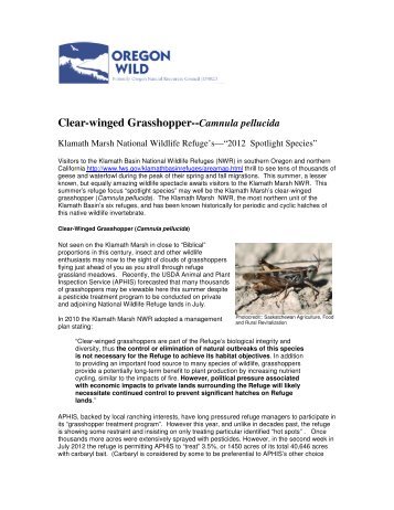 Clear-winged Grasshopper--Camnula pellucida - Oregon Wild