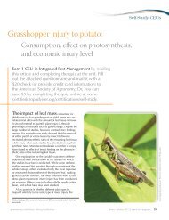 Grasshopper injury to potato: