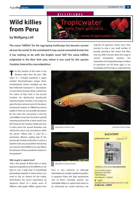 LIVEBEARERS T Phallichthys tico - - a dainty new ... - Aqualog